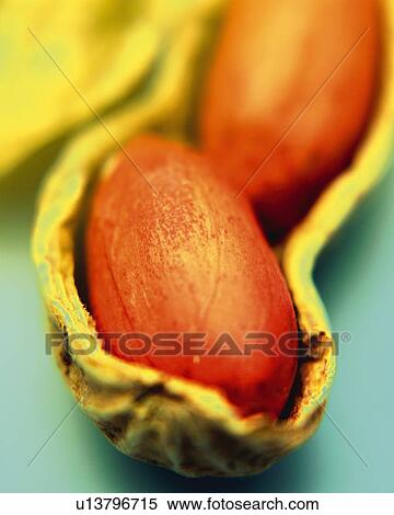 Peanut in Shell, Close Up, Differential Focus, In Focus, Out Focus View Large Photo Image Stock Photography - Peanut in Shell, Close Up, Differential Focus, In Focus, Out Focus. Fotosearch