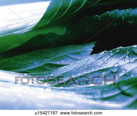 Stock Photo - Ping Geng Cai, Close Up, Differential Focus, In Focus, Out Focus. Fotosearch