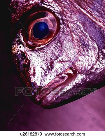 Stock Photo - Porgy, Close Up, Toned Image. Fotosearch