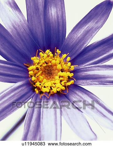 Stock Image - Purple Flower, Front View, Close Up. Fotosearch
