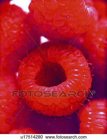Stock Image - Raspberry, Close Up, Differential Focus, In Focus, Out Focus,. Fotosearch