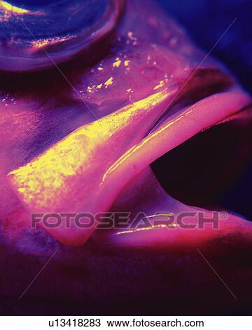 Stock Image - Rock Fish, Close Up, Toned Image, Differential Focus, In Focus, Out Focus. Fotosearch