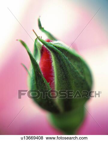 Rose Bud, High Angle View, Close Up, Differential Focus, In Focus, Out Focus, View Large Photo Image Stock Photo - Rose Bud, High Angle View, Close Up, Differential Focus, In Focus, Out Focus,. Fotosearch