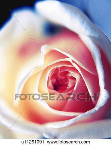 Rose, High Angle View, Close Up, Differential Focus, In Focus, Out Focus View Large Photo Image Stock Image - Rose, High Angle View, Close Up, Differential Focus, In Focus, Out Focus. Fotosearch