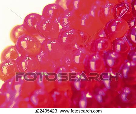 Salmon Caviar, Close Up, Differential Focus, In Focus, Out Focus View Large Photo Image Stock Image - Salmon Caviar, Close Up, Differential Focus, In Focus, Out Focus. Fotosearch