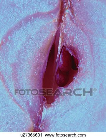Stock Image - Section of Apple, Close Up, . Fotosearch
