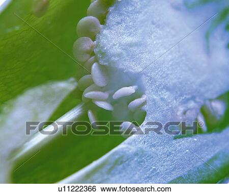 Section of Bell Pepper, Close Up, Differential Focus, In Focus, Out Focus View Large Photo Image Stock Photograph - Section of Bell Pepper, Close Up, Differential Focus, In Focus, Out Focus. Fotosearch