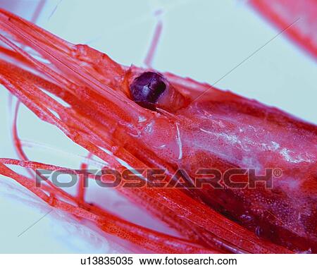 Shrimp, Close Up, High Angle View, View Large Photo Image Stock Photography - Shrimp, Close Up, High Angle View,. Fotosearch