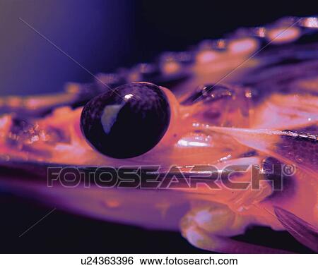 Stock Photograph - Shrimp, Close Up, Toned Image, Differential Focus, In Focus, Out Focus. Fotosearch