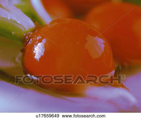 Soaked Red Beet, Close Up, Differential Focus, In Focus, Out Focus View Large Photo Image Stock Photo - Soaked Red Beet, Close Up, Differential Focus, In Focus, Out Focus. Fotosearch