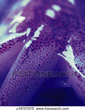 Squid, Close Up, Toned Image, Differential Focus, In Focus, Out Focus View Large Photo Image Stock Image - Squid, Close Up, Toned Image, Differential Focus, In Focus, Out Focus. Fotosearch