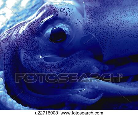 Squid, Close Up, Toned Image View Large Photo Image Stock Photo - Squid, Close Up, Toned Image. Fotosearch