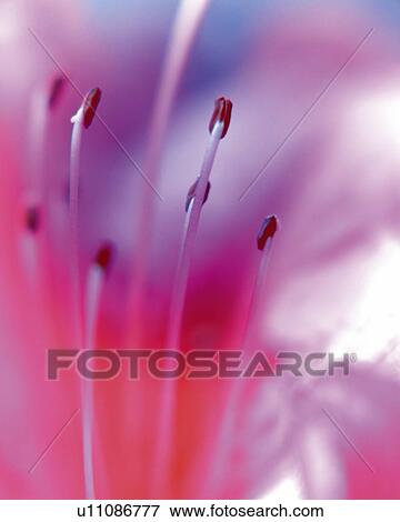Stock Photo - Stamen of Azalea, Close Up, Differential Focus, In Focus, Out Focus. Fotosearch