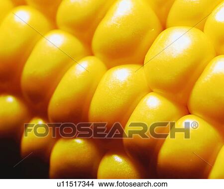 Sweet Corn, Close Up View Large Photo Image Picture - Sweet Corn, Close Up. Fotosearch