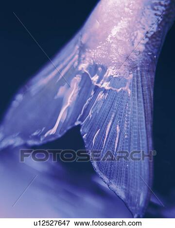 Tail of Sweet fish, Close Up, Toned Image, Differential Focus, In Focus, Out Focus View Large Photo Image Stock Photo - Tail of Sweet fish, Close Up, Toned Image, Differential Focus, In Focus, Out Focus. Fotosearch