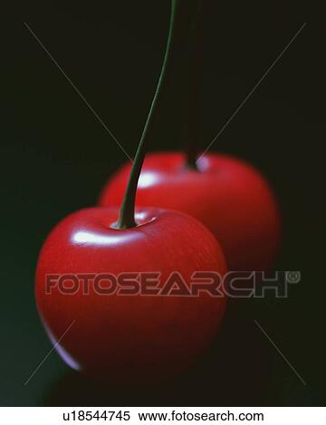Two Cherries, Front View, Close Up, Differential Focus, In Focus, Out Focus View Large Photo Image Stock Photography - Two Cherries, Front View, Close Up, Differential Focus, In Focus, Out Focus. Fotosearch
