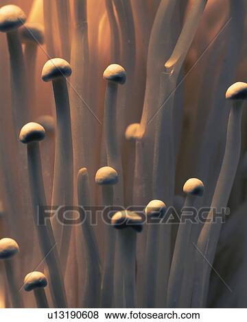 Stock Photo - Velvet Shank, Close Up. Fotosearch