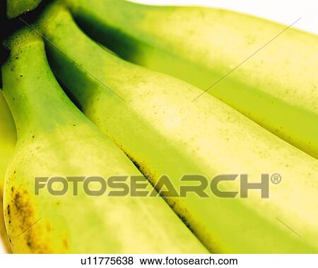 Young Banana, High Angle View, Close Up View Large Photo Image Stock Photo - Young Banana, High Angle View, Close Up. Fotosearch