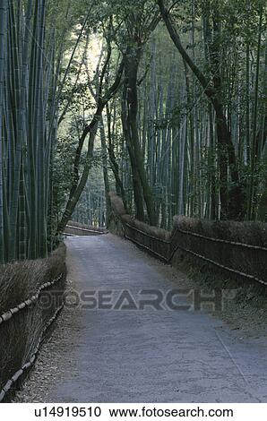 Stock Image - A Bamboo Path. Fotosearch
