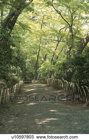 Stock Image - A Woodland Path. Fotosearch