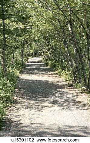 A Woodland Path View Large Photo Image Stock Image - A Woodland Path. Fotosearch