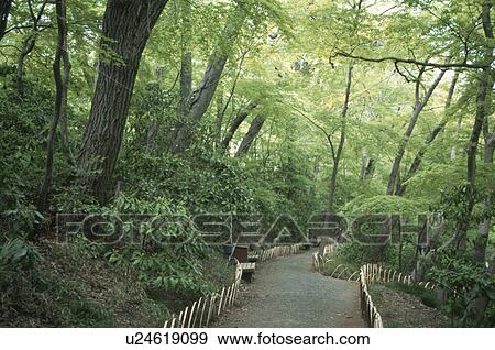A Woodland Path View Large Photo Image Stock Photo - A Woodland Path. Fotosearch