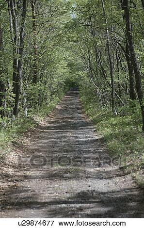 A Woodland Path View Large Photo Image Stock Photo - A Woodland Path. Fotosearch