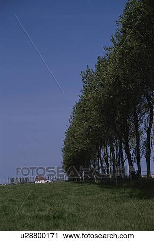 Stock Image - Roadside Trees. Fotosearch