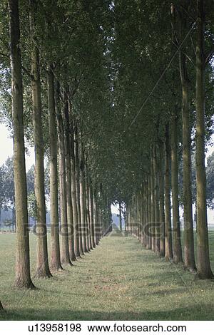 Stock Photo - Roadside Trees. Fotosearch