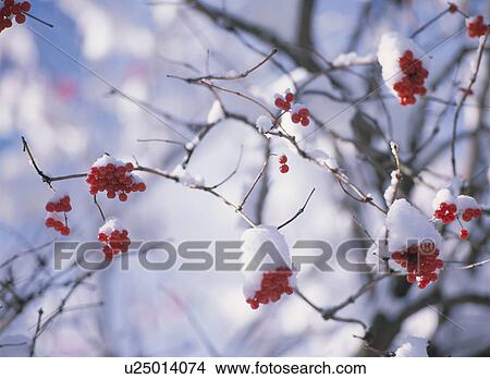 A Fruit In The Snow View Large Photo Image Picture - A Fruit In The Snow. Fotosearch