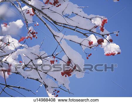 Stock Photo - A Fruit In The Snow. Fotosearch