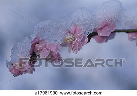 Stock Image - A Plum And Snow. Fotosearch