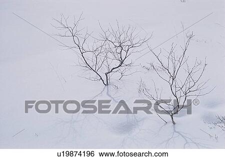 Stock Photograph - Bare Trees In Snow. Fotosearch