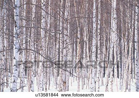 Birch Tree Forest In Winter View Large Photo Image Picture - Birch Tree Forest In Winter. Fotosearch