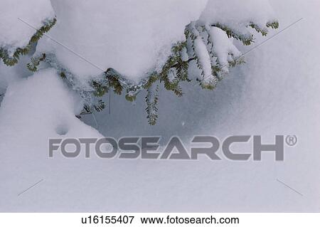 Stock Photo - Branches Of Fir Tree In Snow. Fotosearch