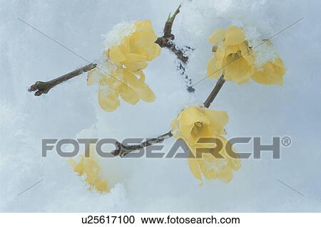 Flower View Large Photo Image Stock Image - Flower. Fotosearch