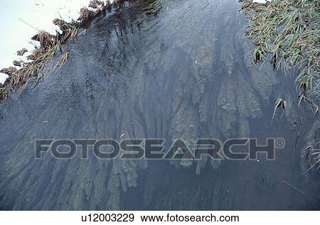 Grasses Under Ice Sheet View Large Photo Image Stock Photo - Grasses Under Ice Sheet. Fotosearch