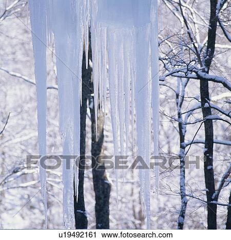 Icicles And Branches View Large Photo Image Stock Image - Icicles And Branches. Fotosearch