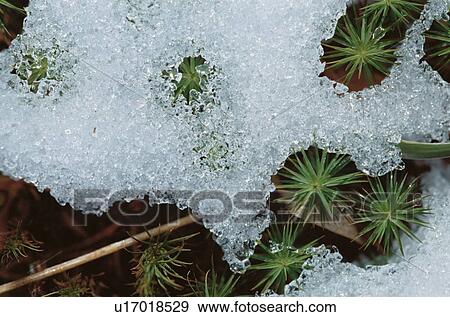 Stock Photo - Melting Snow On Grass. Fotosearch