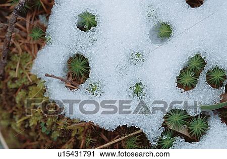 Melting Snow On Moss View Large Photo Image Stock Image - Melting Snow On Moss. Fotosearch