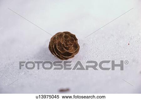 Stock Photography - Pine Cone On Snow. Fotosearch