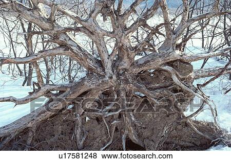 Stock Photo - Roots Of Tree. Fotosearch