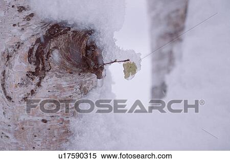 Snow On Birch Bark View Large Photo Image Stock Photography - Snow On Birch Bark. Fotosearch