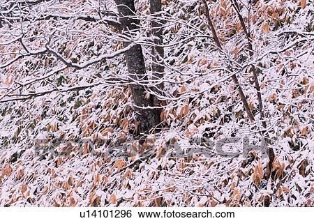 Stock Photograph - Snow On Branches And Leaves. Fotosearch