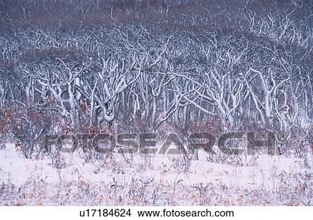 Picture - Snow On Trees. Fotosearch