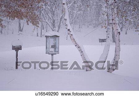 Stock Image - Snowy Phone Booth Near Birches. Fotosearch