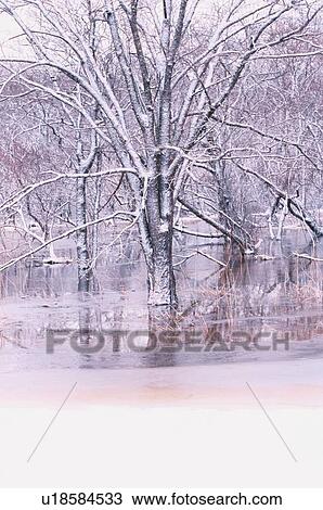 Snowy Tree In Frozen Water View Large Photo Image Stock Image - Snowy Tree In Frozen Water. Fotosearch