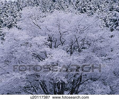 Tree In Winter View Large Photo Image Stock Photo - Tree In Winter. Fotosearch
