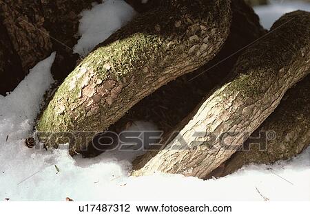 Stock Image - Tree Roots In Snow. Fotosearch