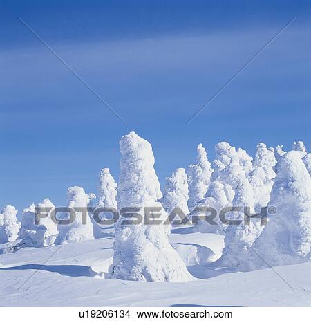 Picture - Trees Covered In Snow. Fotosearch